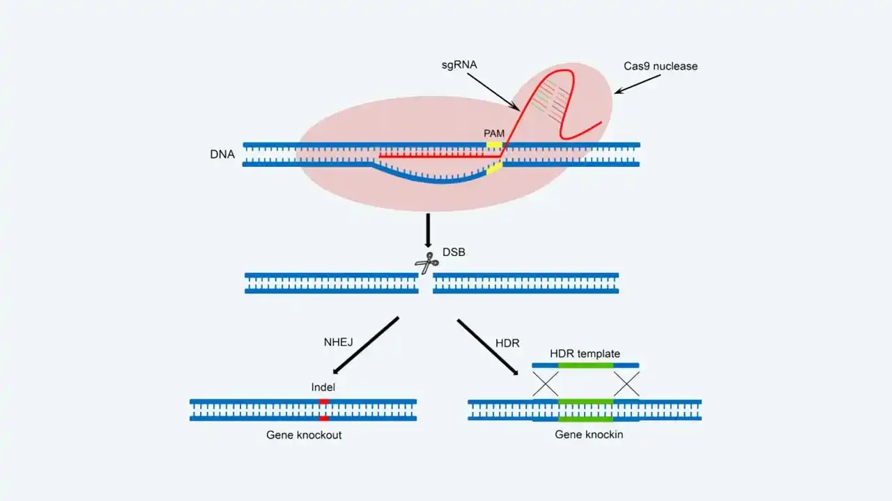 درمان آریتمی قلبی با CRISPR - Cas9 - نبض هوشمند سلامت